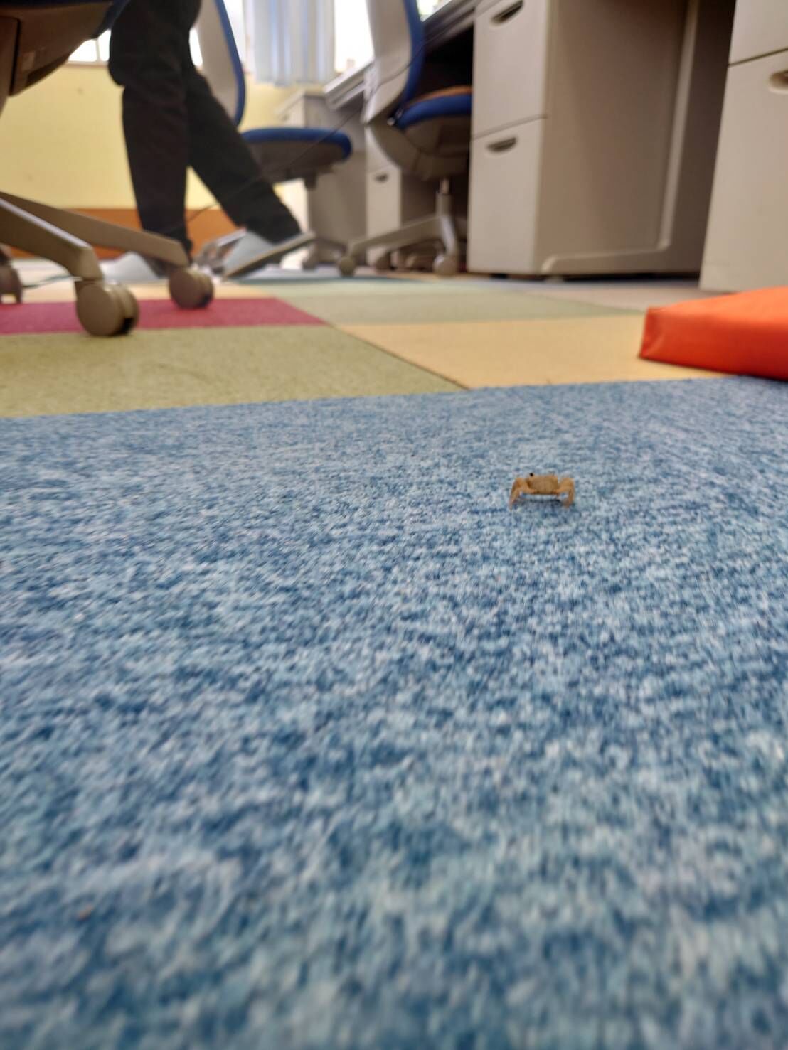 6.28カニ