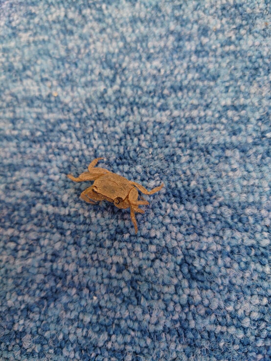 カニ大